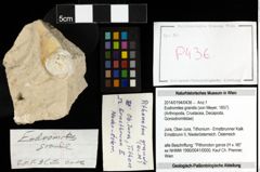 Foto (Objekt + Etiketten) von Eodromites grandis (von Meyer, 1857) 